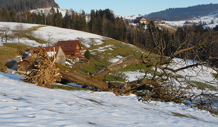 Holz und Design_Hans Peter Müller_Regionale Produkte